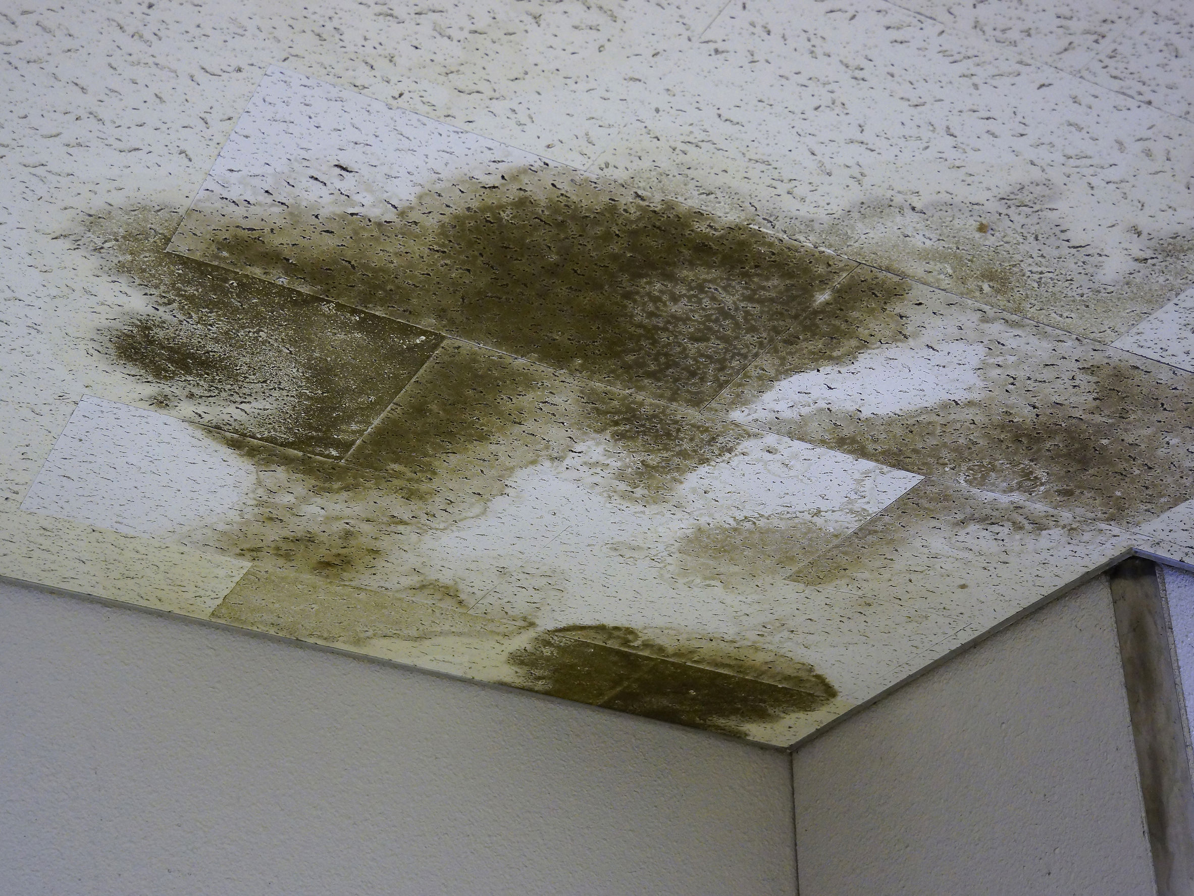 What to do When Your Roof is Leaking